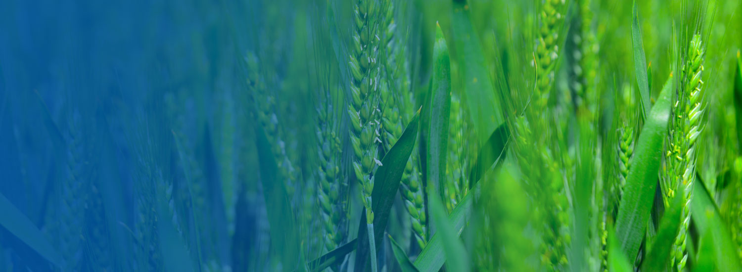 ״